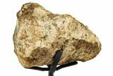 Dinosaur (Triceratops) Frill Shield Section w/ Stand - South Dakota #378586-4